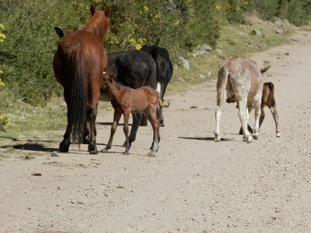 La Posada Del Conde Cabanaconde Zewnętrze zdjęcie